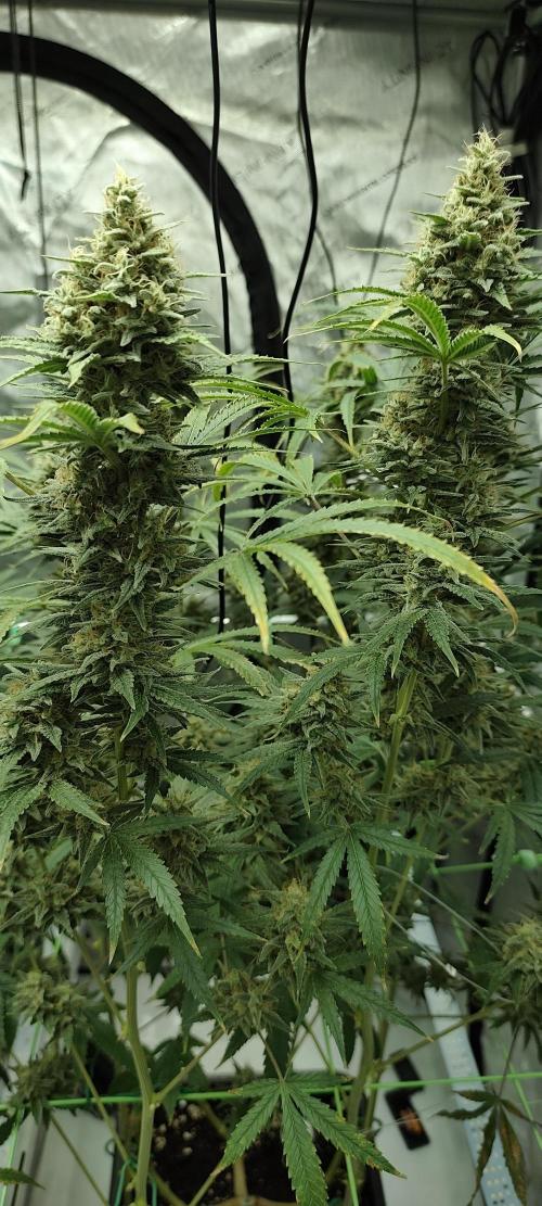 Dognabis#024P. Week 14