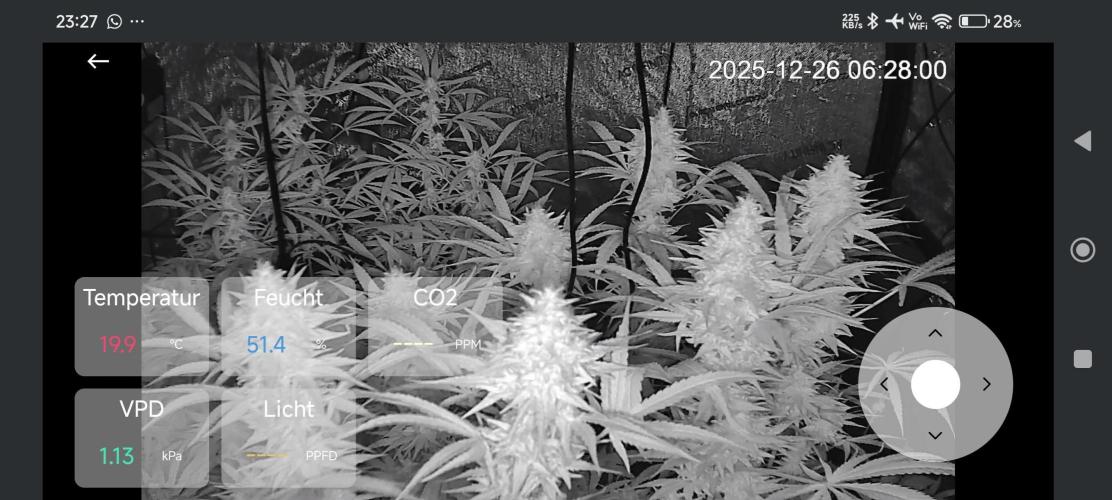 Dognabis#024P. Week 14