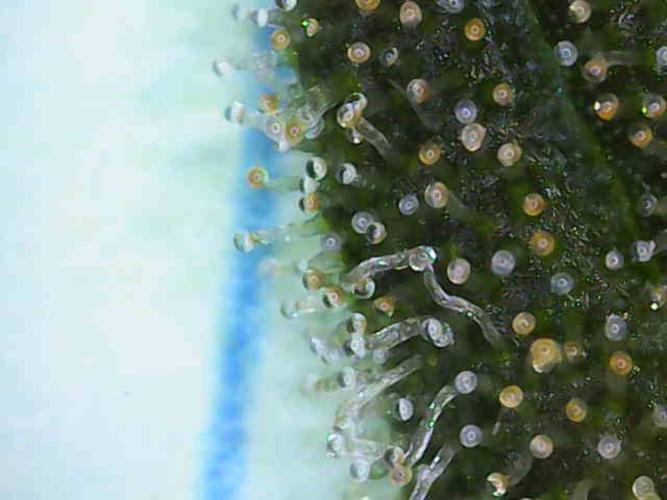 Dognabis#024P. Week 15