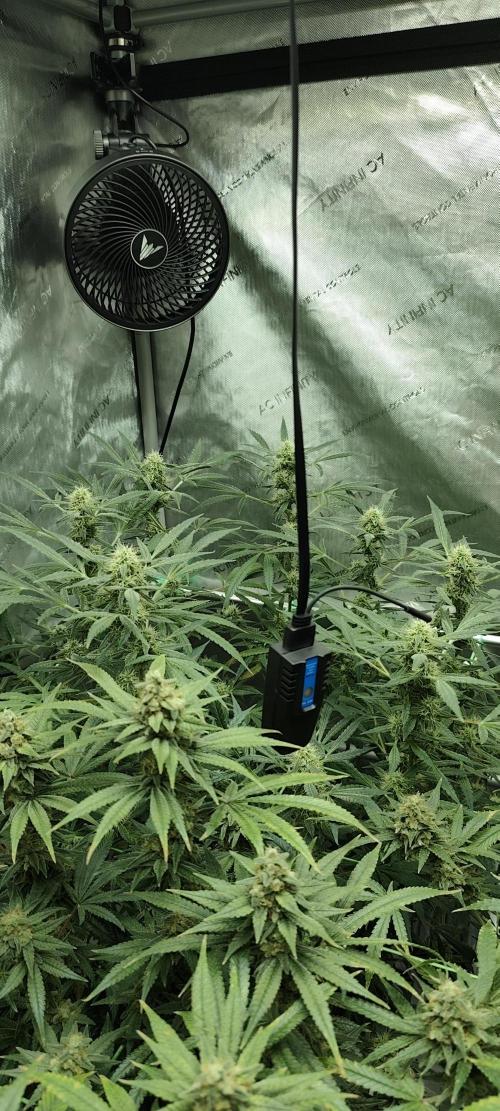 Dognabis#024P. Week 15