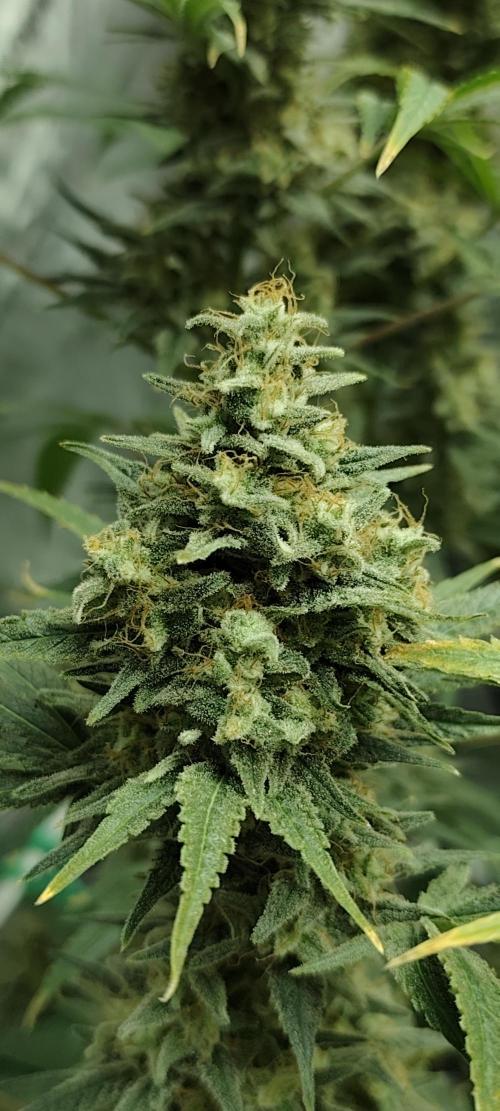 Dognabis#024P. Week 15