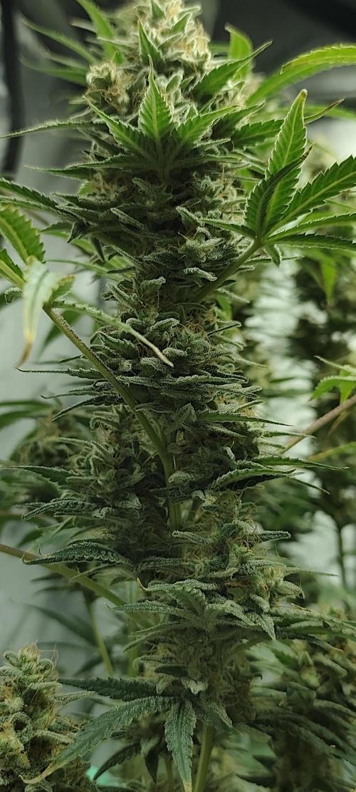 Dognabis#024P. Week 15