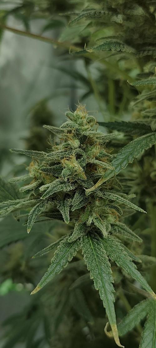 Dognabis#024P. Week 15