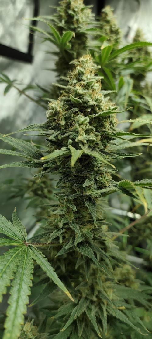 Dognabis#024P. Week 15