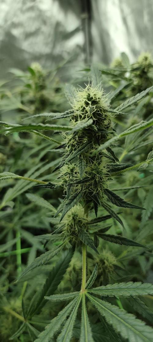 Dognabis#024P. Week 15