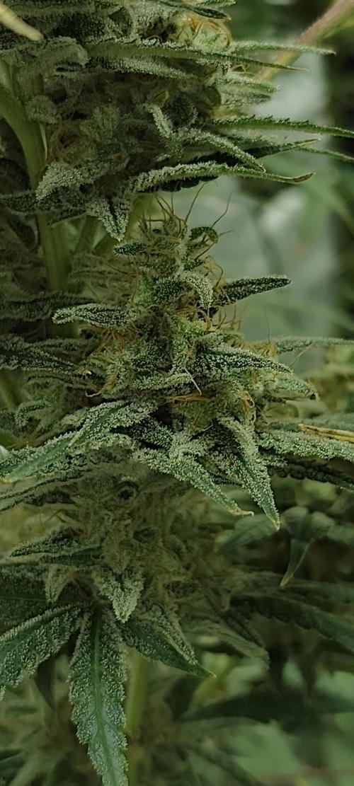 Dognabis#024P. Week 15