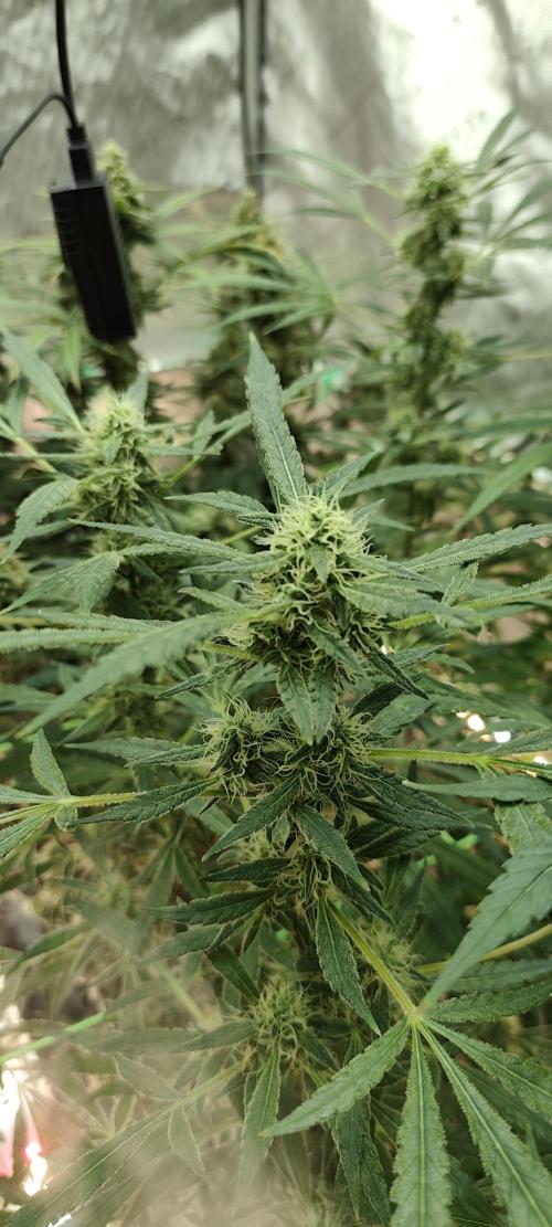 Dognabis#024P. Week 15