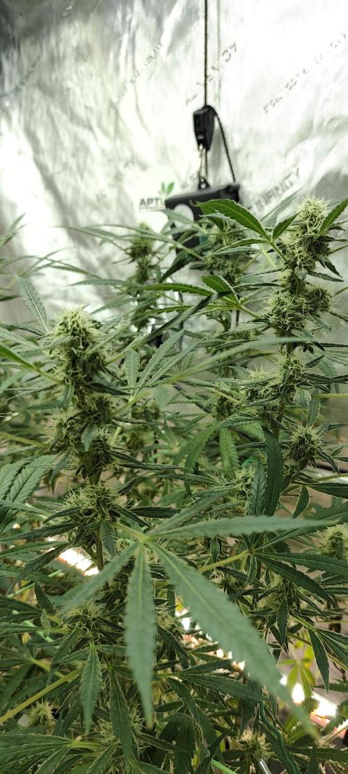 Dognabis#024P. Week 15