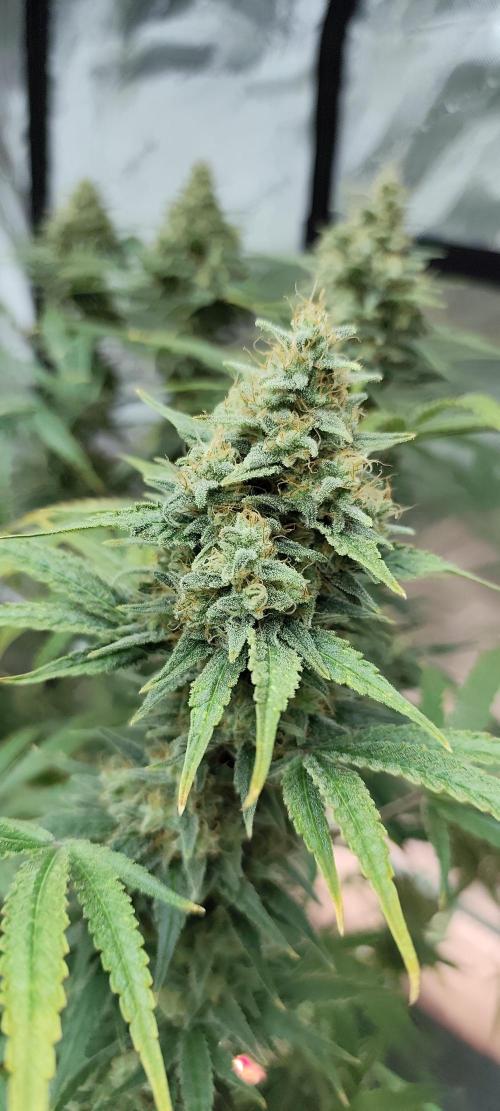 Dognabis#024P. Week 15