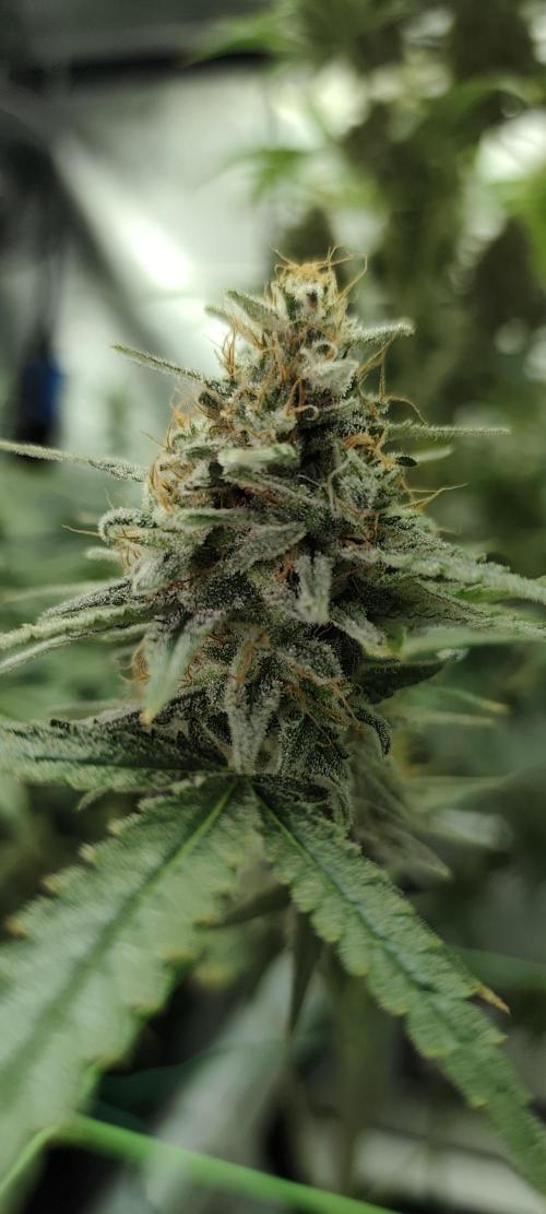 Dognabis#024P. Week 15