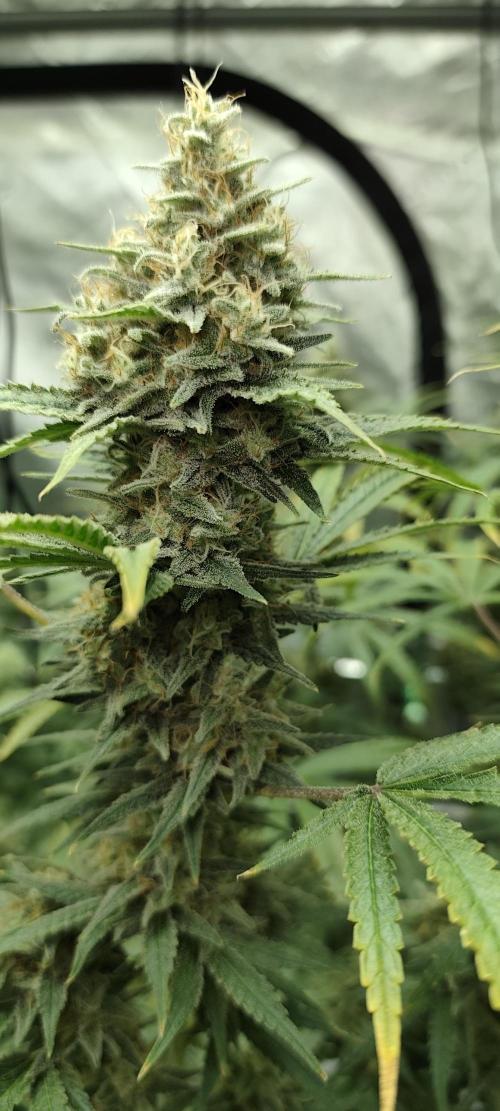 Dognabis#024P. Week 15