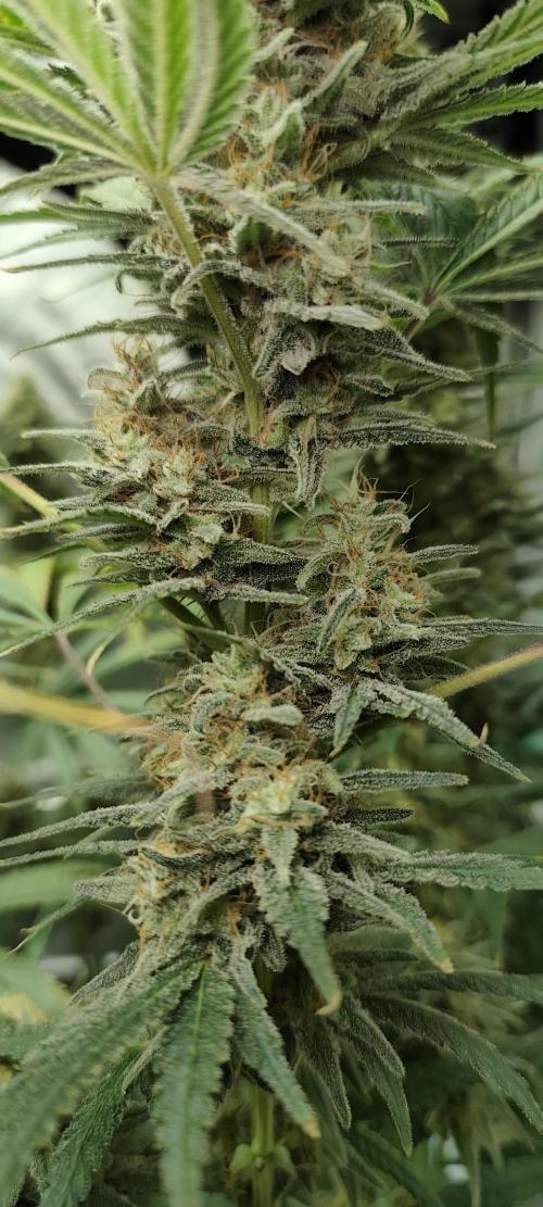 Dognabis#024P. Week 15