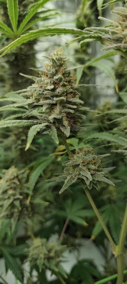 Dognabis#024P. Week 15