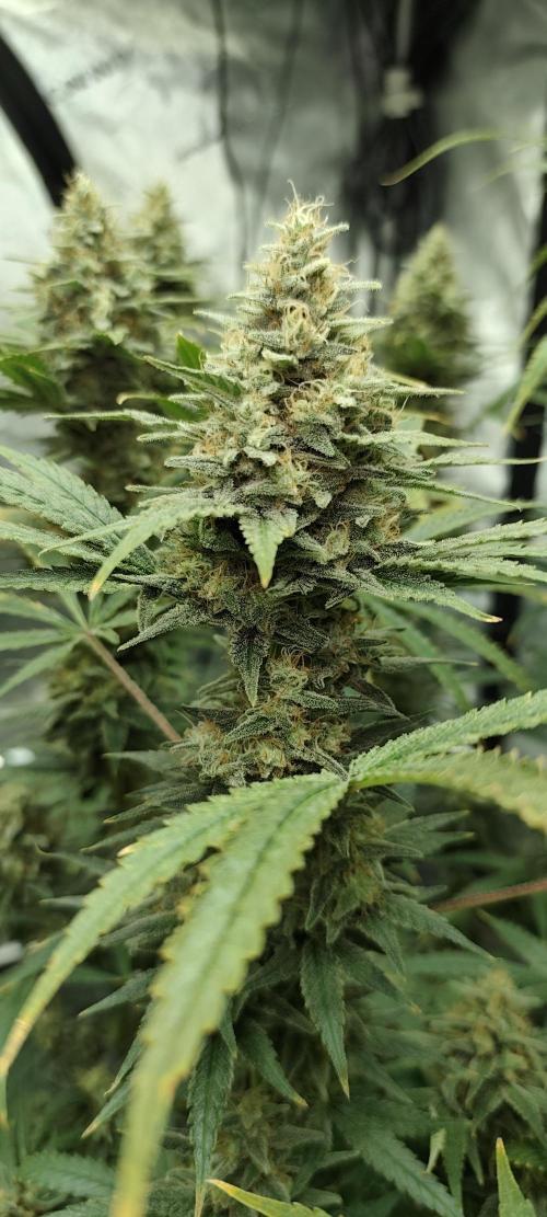 Dognabis#024P. Week 15