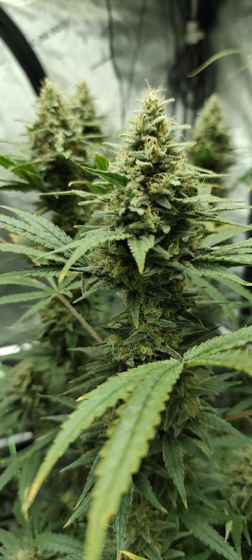 Dognabis#024P. Week 15