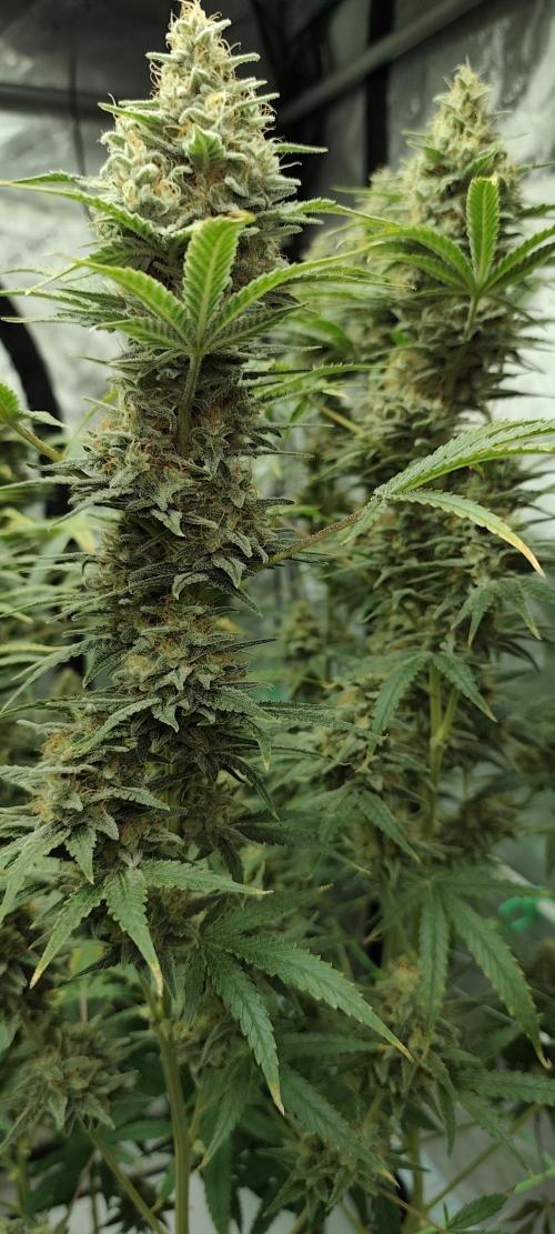 Dognabis#024P. Week 15