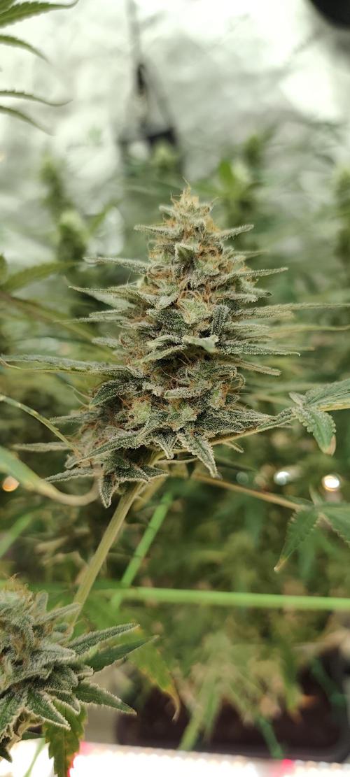 Dognabis#024P. Week 15