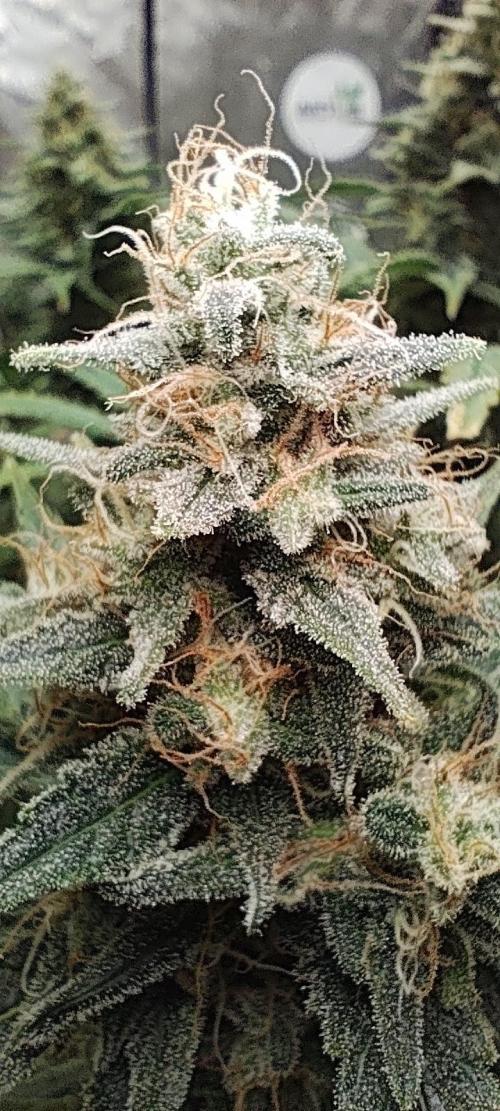 Dognabis#024P. Week 15