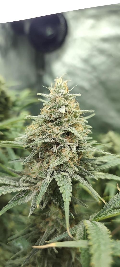 Dognabis#024P. Week 15