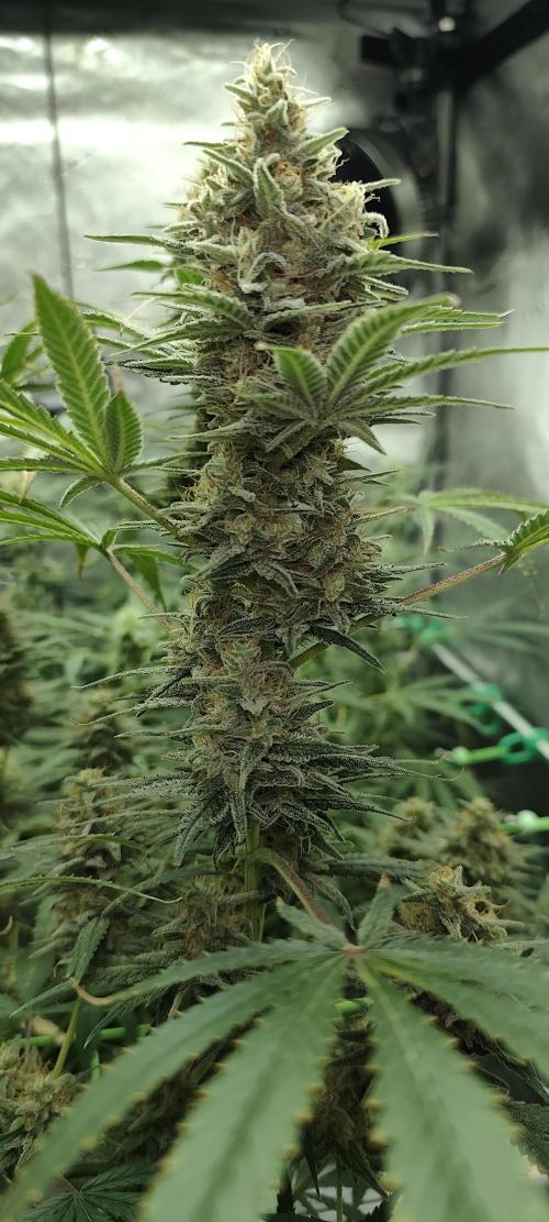 Dognabis#024P. Week 15