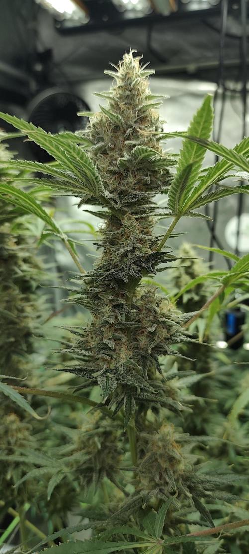 Dognabis#024P. Week 15