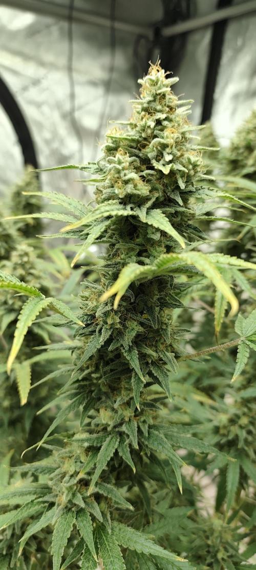 Dognabis#024P. Week 16