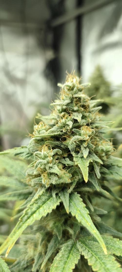 Dognabis#024P. Week 16