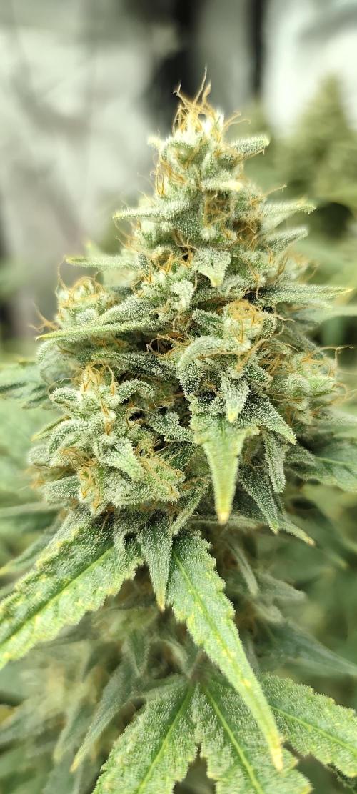 Dognabis#024P. Week 16