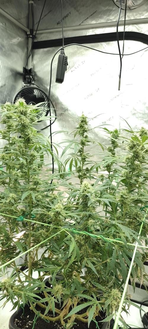 Dognabis#024P. Week 16