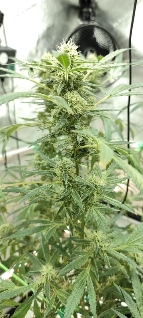 Dognabis#024P. Week 16