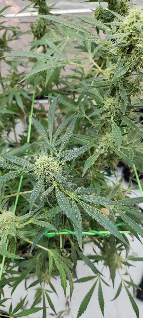 Dognabis#024P. Week 16