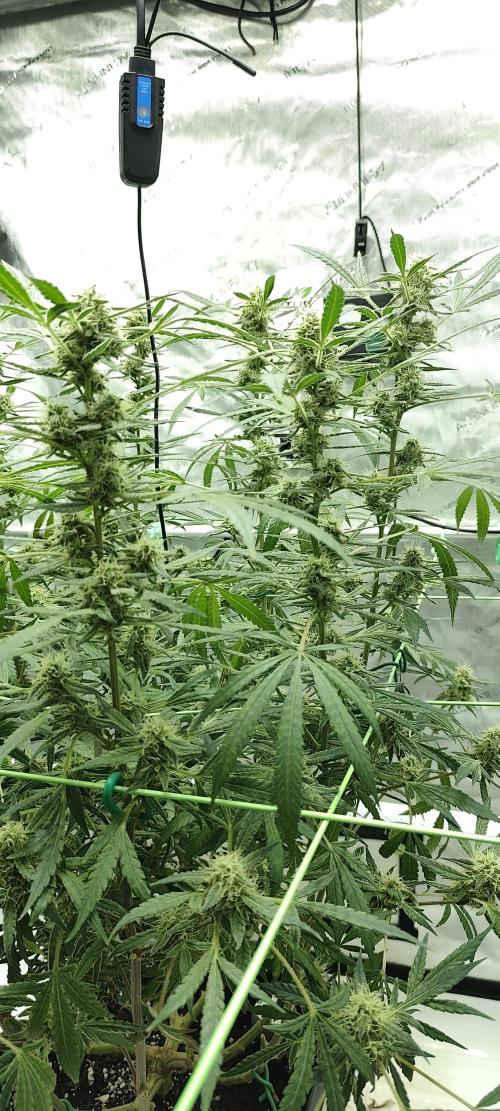 Dognabis#024P. Week 16