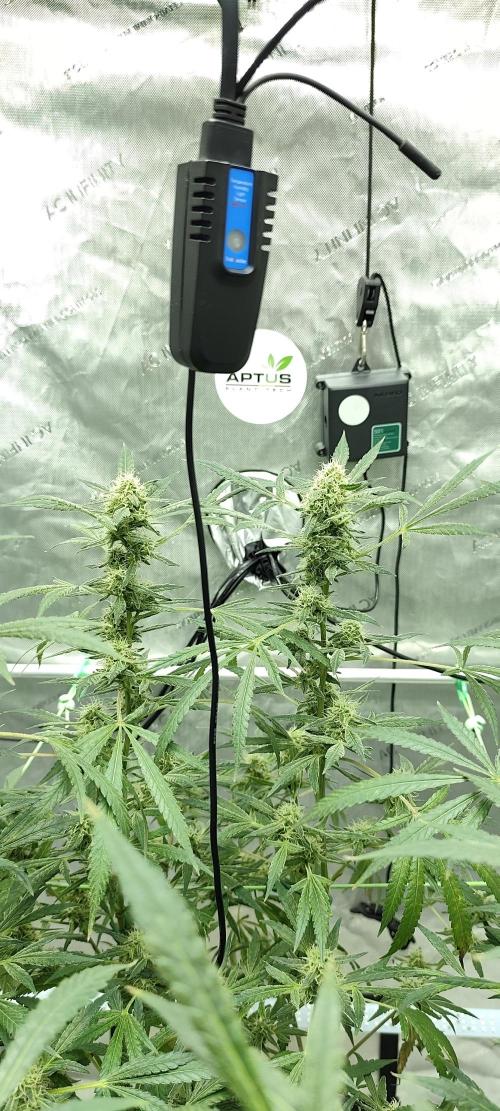 Dognabis#024P. Week 16