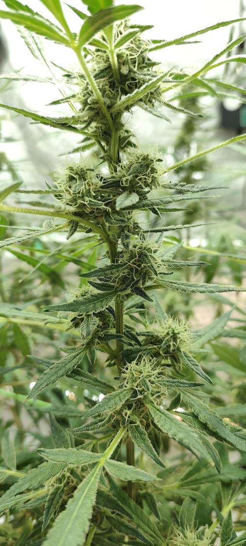 Dognabis#024P. Week 16