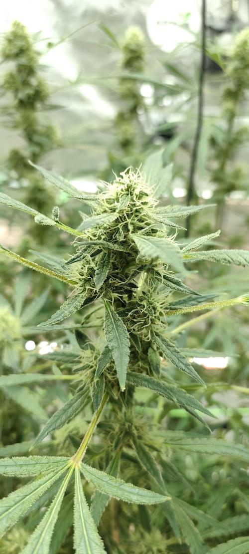 Dognabis#024P. Week 16