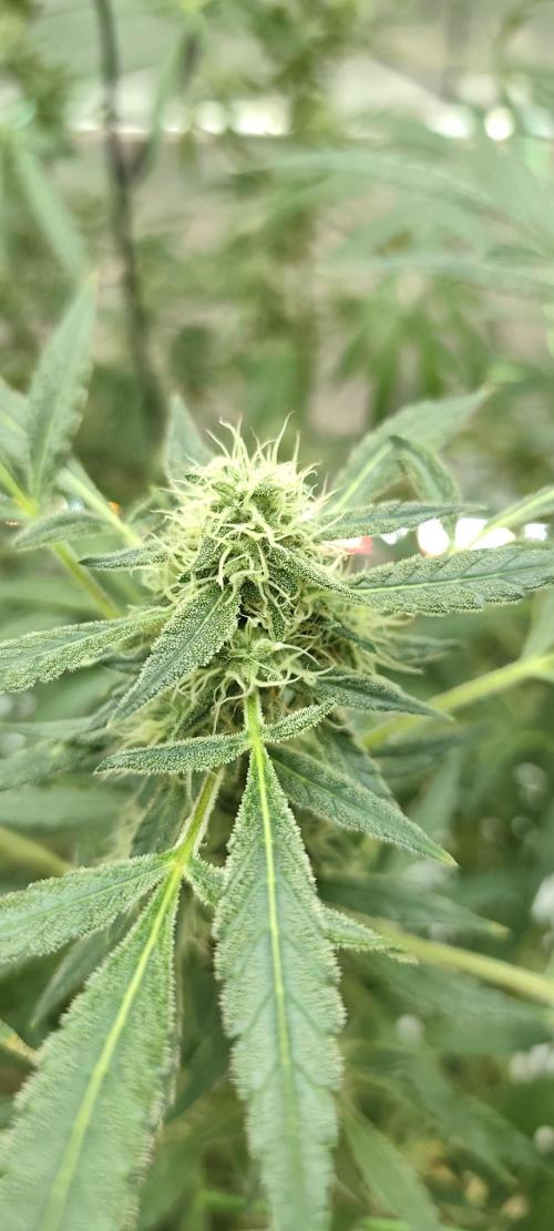 Dognabis#024P. Week 16