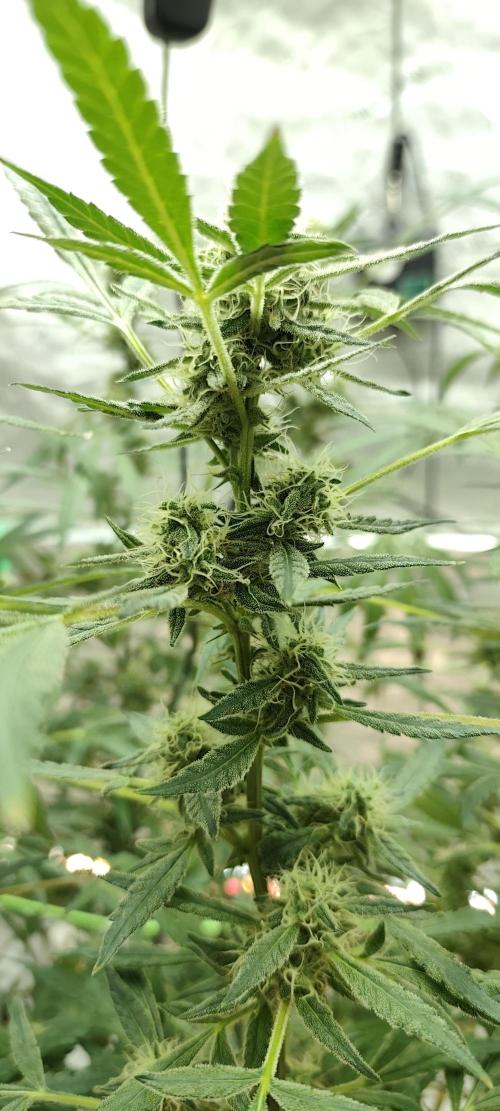 Dognabis#024P. Week 16