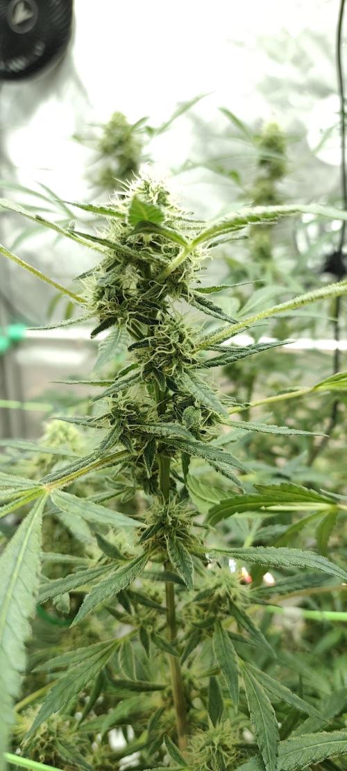 Dognabis#024P. Week 16