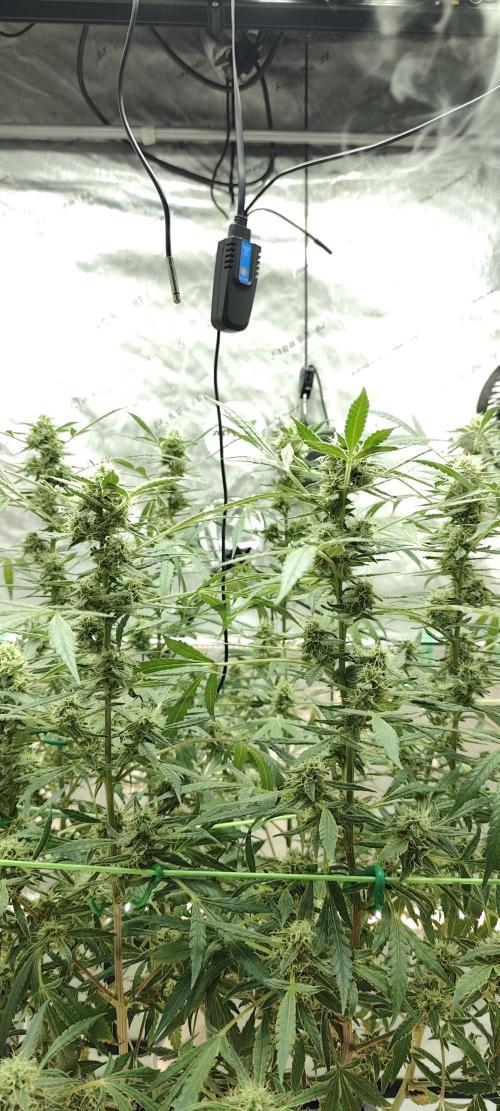 Dognabis#024P. Week 16