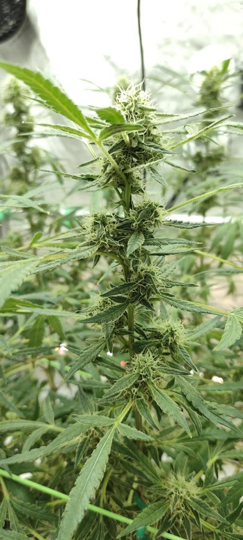 Dognabis#024P. Week 16