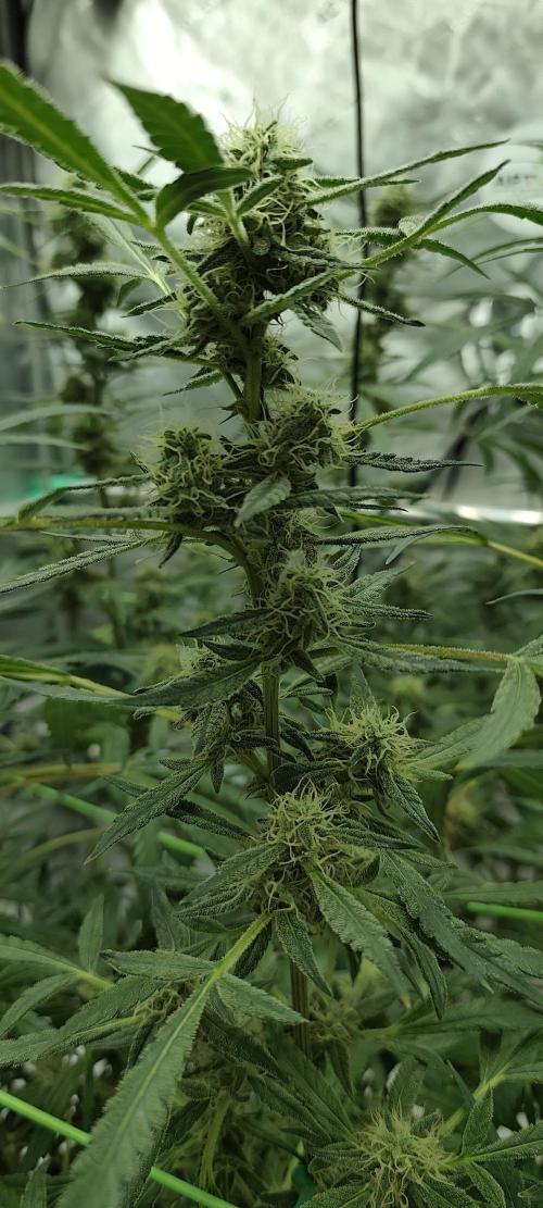 Dognabis#024P. Week 16