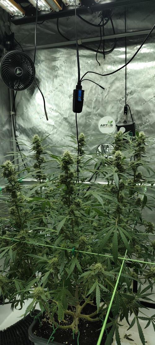 Dognabis#024P. Week 16