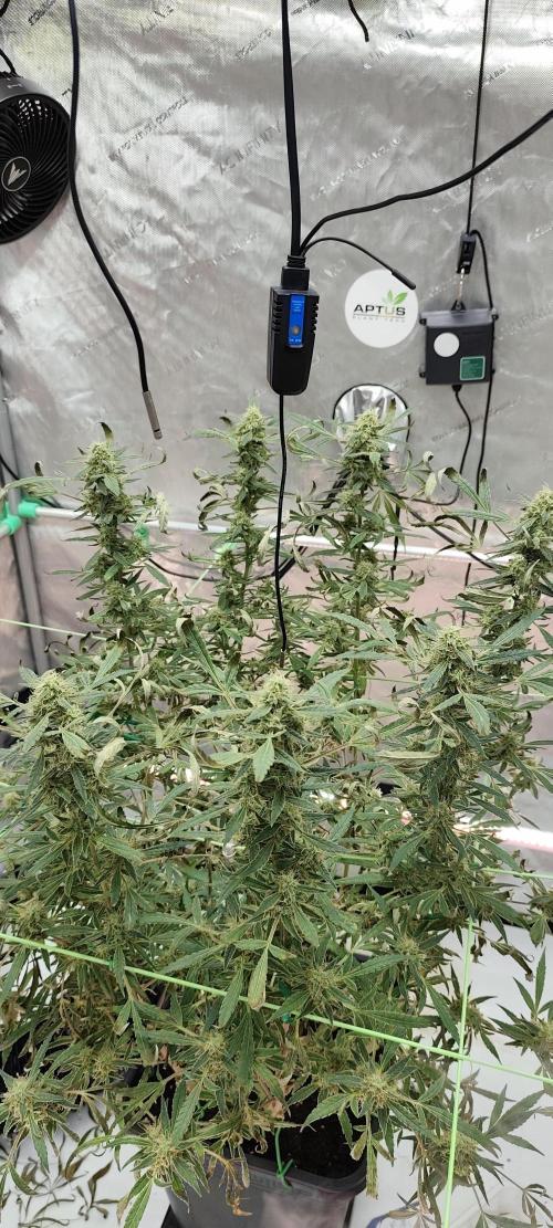 Dognabis#024P. Week 17