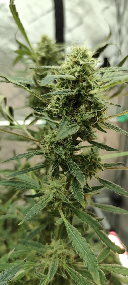 Dognabis#024P. Week 17