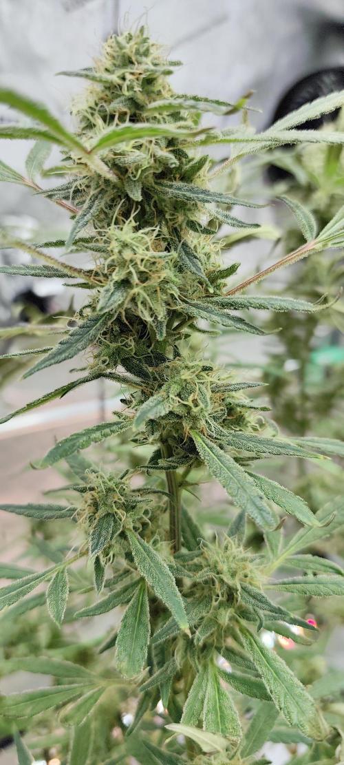 Dognabis#024P. Week 17