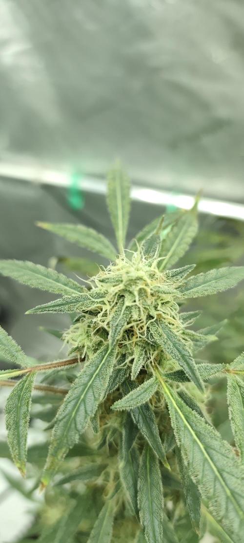 Dognabis#024P. Week 17