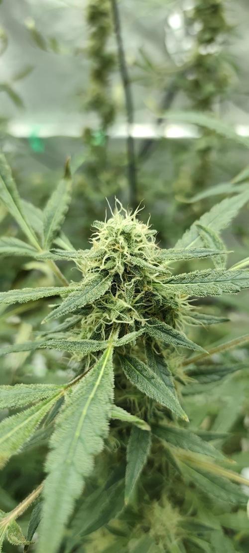 Dognabis#024P. Week 17