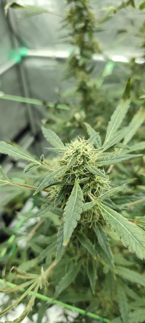 Dognabis#024P. Week 17