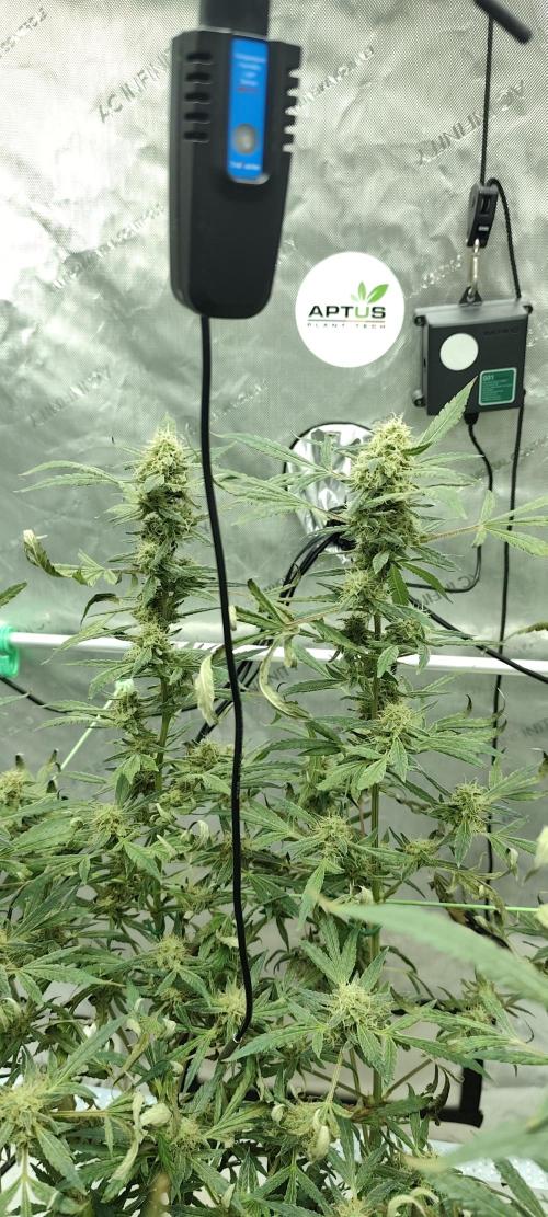 Dognabis#024P. Week 17