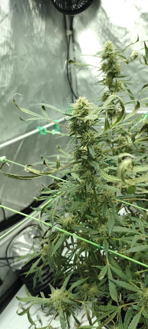 Dognabis#024P. Week 17